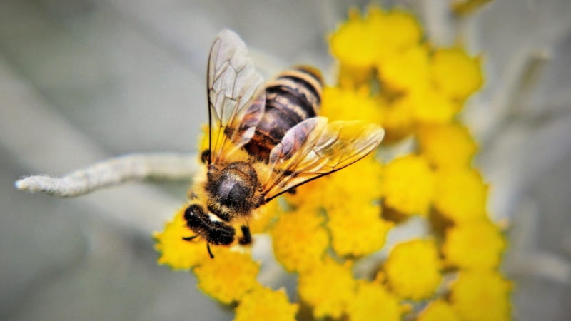 Bee on flower