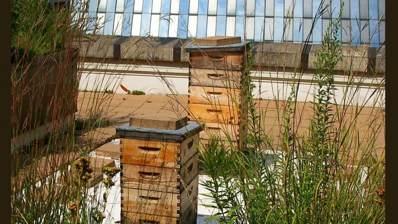 These apiaries, or beehives, are perched on top of City Hall in downtown Chicago. Image sourced from Wikimedia and used under Creative Commons.