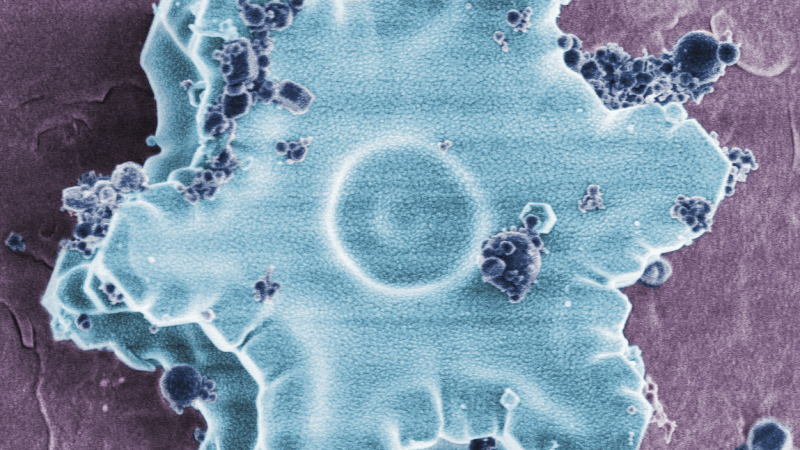 False colored microscope image of ice.