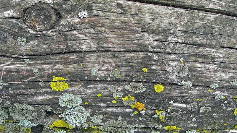 lichen on a log