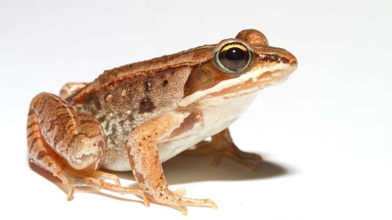 Wood frog image accessed from Wikimedia Commons, taken by biologist Brian Gratwicke.